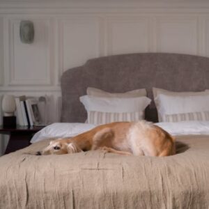 A greyhound dog lies comfortably on a bed in a stylish bedroom with neutral tones and elegant decor.